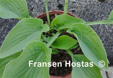 Hosta Lights Out